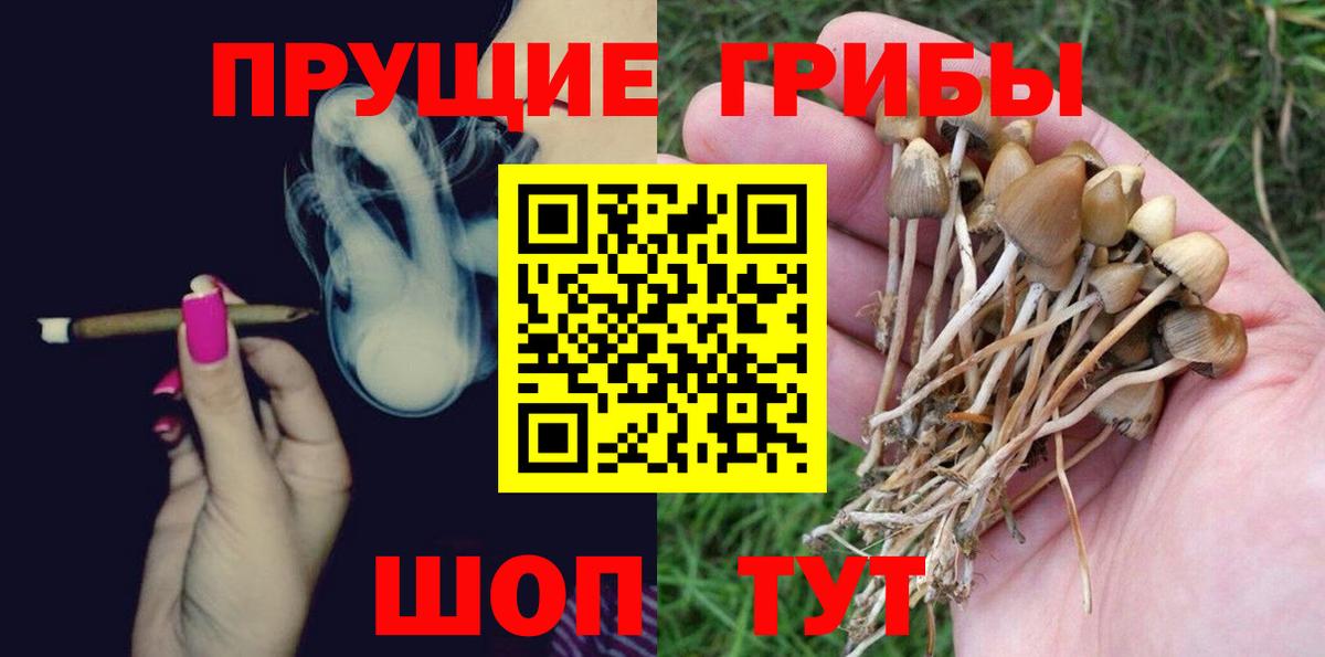 Псилоцибиновые грибы Psilocybe  как найти   Алексеевка  Вход с VPN 